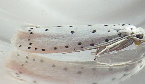 Yponomeuta sp.